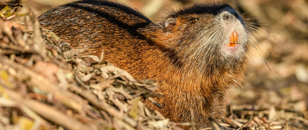 Por Que os Roedores Roem Tanto? A Ciência Explica!