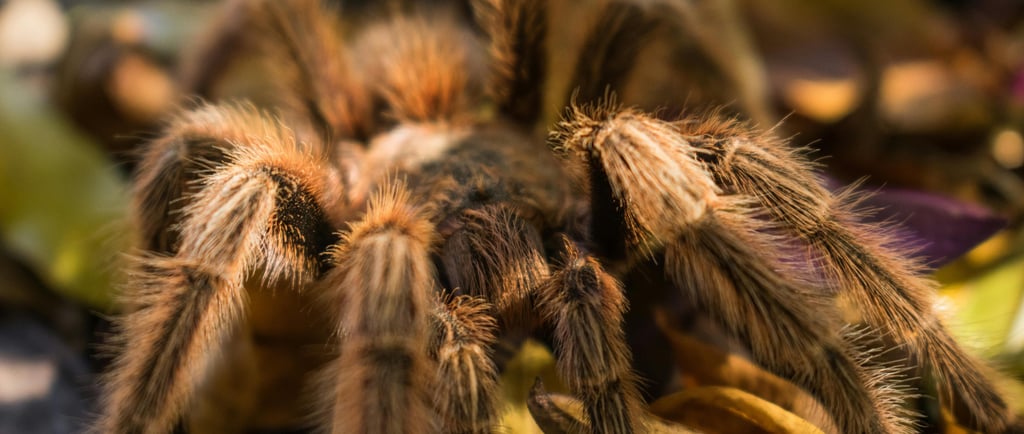 As 5 Maiores Aranhas do Mundo: Conheça as Gigantes do Reino Animal