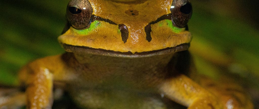A Menor Rã do Mundo: Descubra Onde Vive e Por Que É Tão Surpreendente