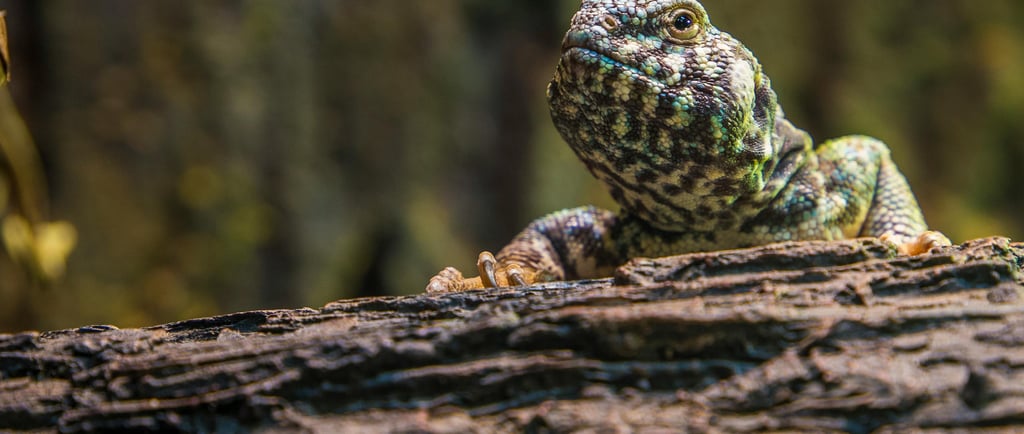 đ RĂ©pteis: 10 Fatos Surpreendentes Que VocĂȘ Provavelmente NĂŁo Sabia