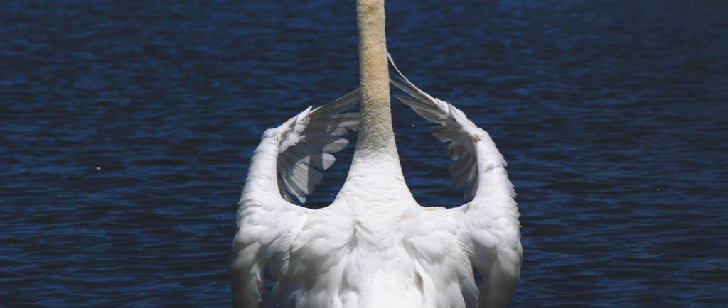 🐦 Aves: Descubra as Características Fascinantes que Tornam Essas Criaturas Únicas no Reino Animal