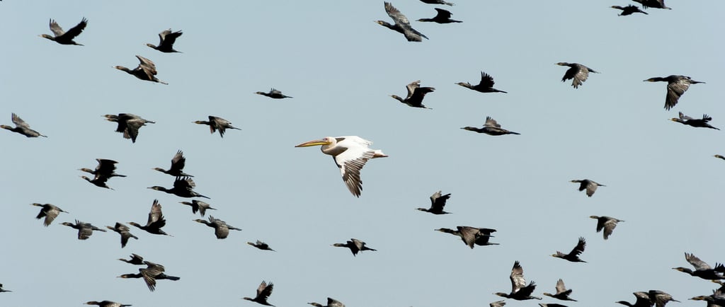 Migração das Aves: Como Funciona, Por Que Acontece e Fatos Surpreendentes