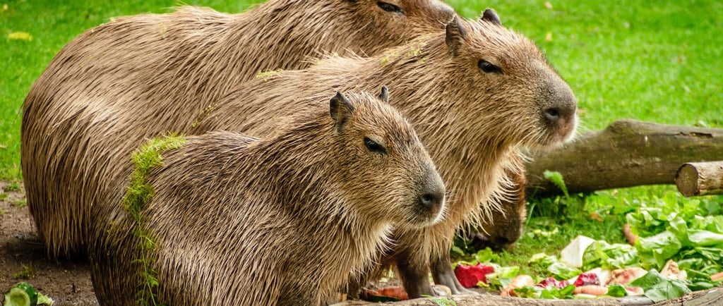 🐭 Roedores: 10 Fatos Surpreendentes que Você Provavelmente Não Sabia