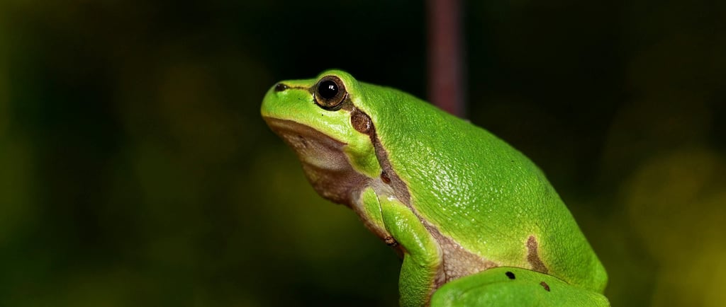 🐸Sapos, Rãs e Salamandras: Qual É o Mais Surpreendente?