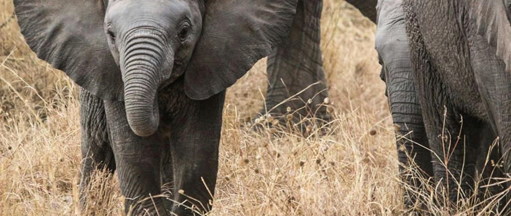 🐾 Mamíferos: O Que São, Características e Como Vivem ao Redor do Mundo