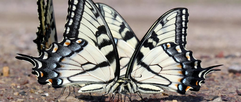🦋 Invertebrados: Características, Espécies e Adaptações dos Animais Sem Coluna Vertebral