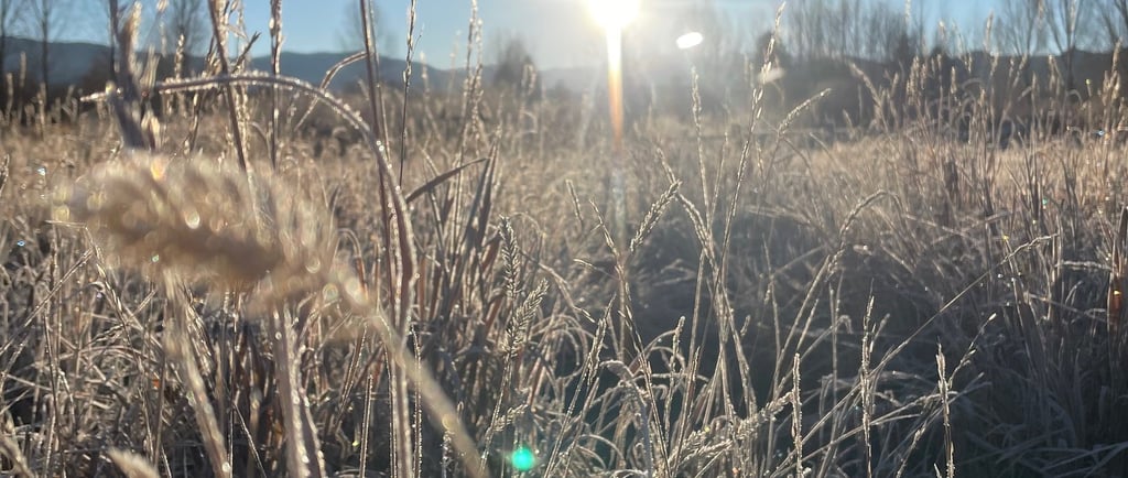 a sun shining through the frost covered grass