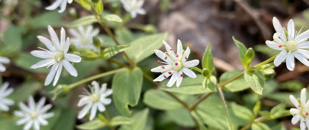 a bunch of white flowers that are growing on the ground
