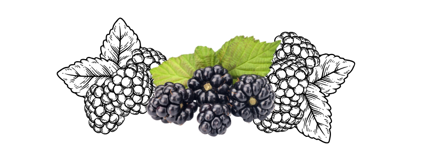 blackberries