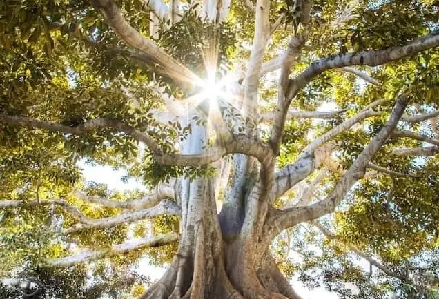 Consultante wellness