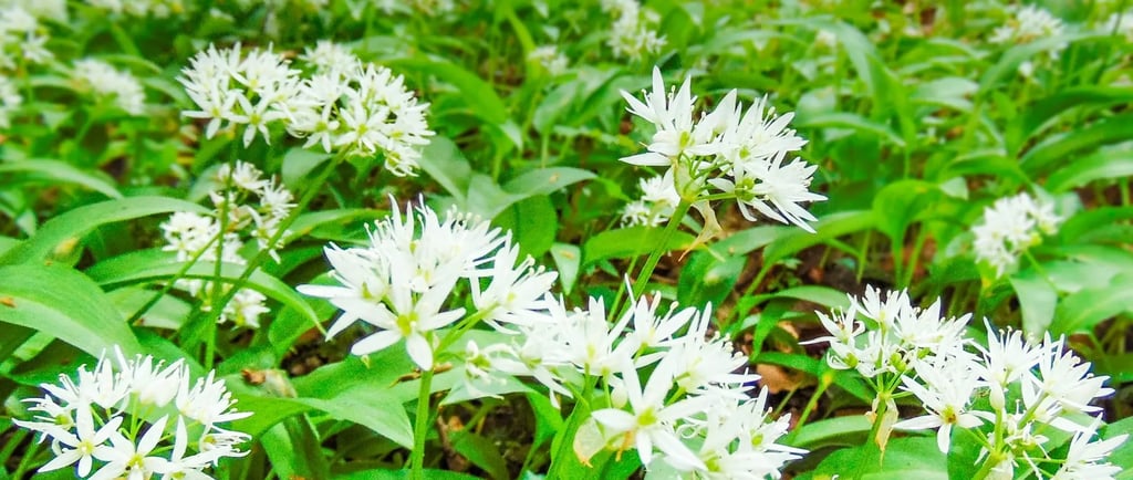 Ail des ours dans les sous bois