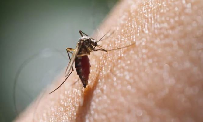 chikungunya.jpg