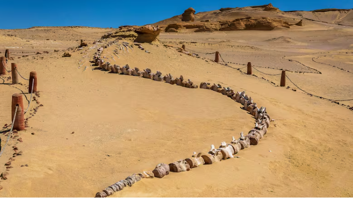 Valley of the Whales