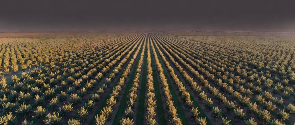 Campos frutícolas de Lleida, zona de actuación de Ineva Detectives en investigación empresarial agro