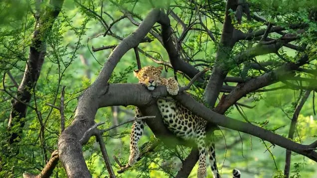 Jungle Safari Gurgaon