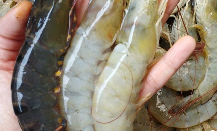 udang segar, udang tambak, udang vanamie