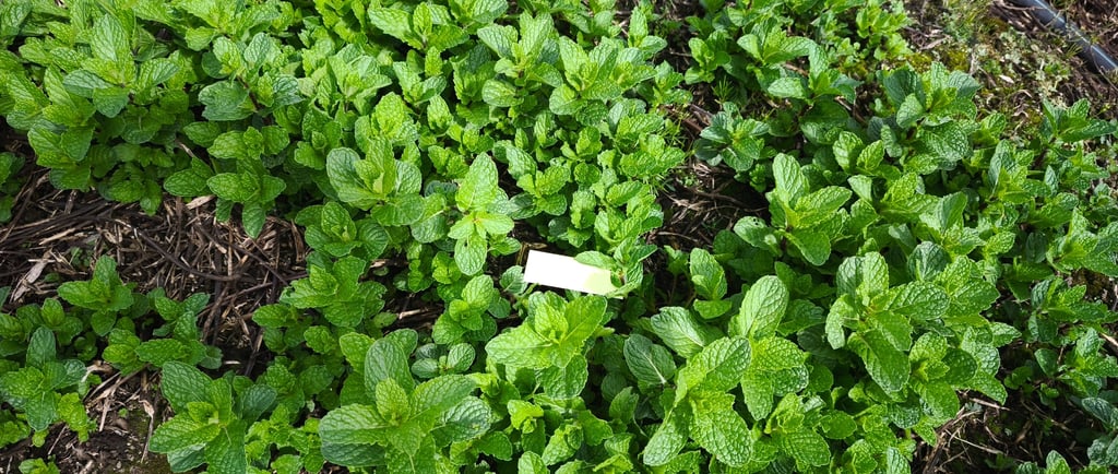 Papel hidrosensible en menta: fumigación dron AkreTech Madrid