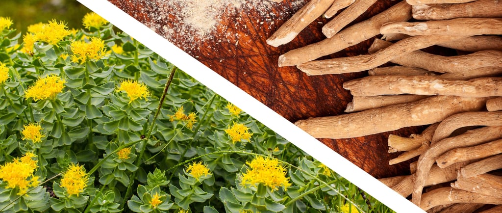 Ashwagandha vs. Rhodiola