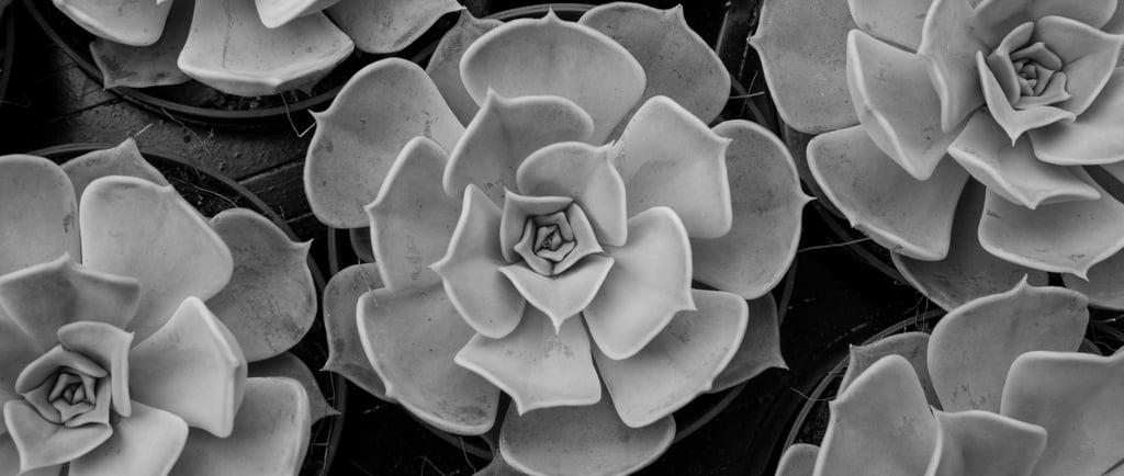 Black & White succulent image for 'The Benefits of Going Virtual' Blog on Virtuscapes website
