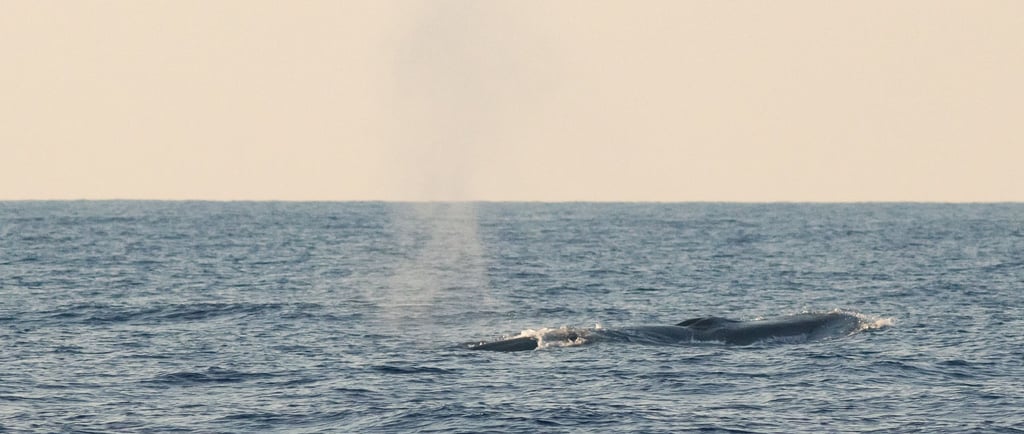 Cétacés de Méditerranée