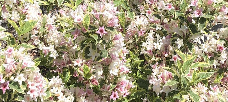Variegated Weigela in bloom
