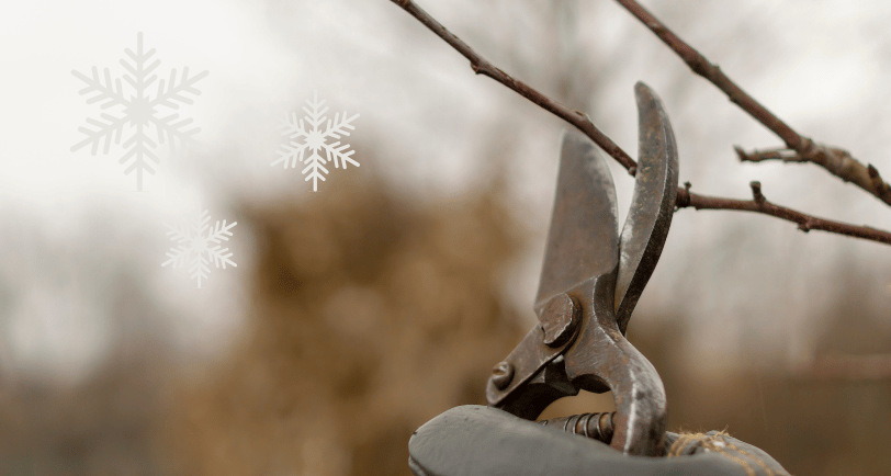 winter-landscaping-maintenance-williamsburg-va