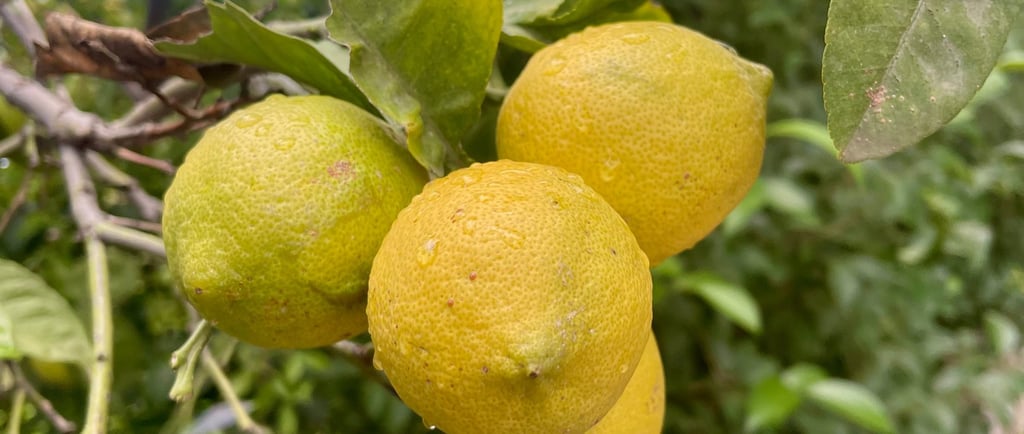 fresh biological lemon 