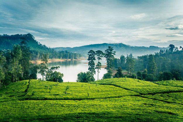 foto perkebunan teh yang ada di pangalengan bandung