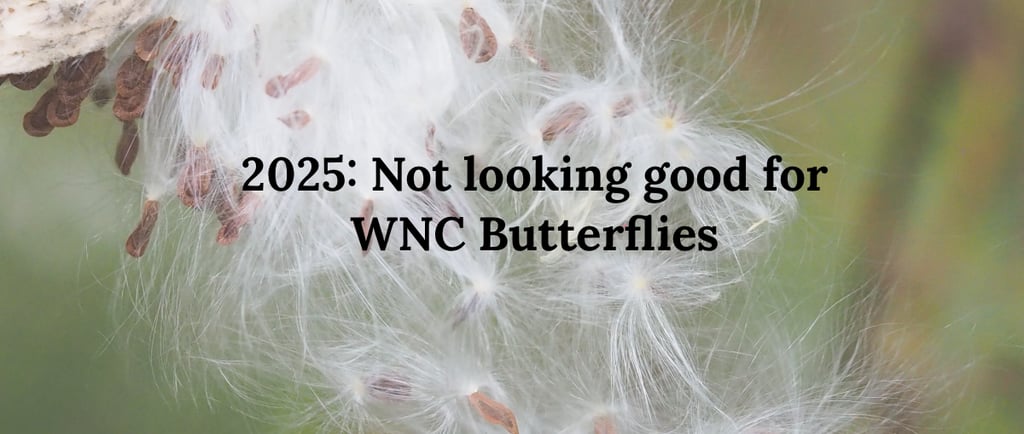 2025: Not looking good for WNC Butterflies