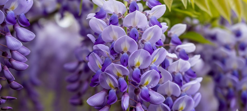wisteria flowers close up
