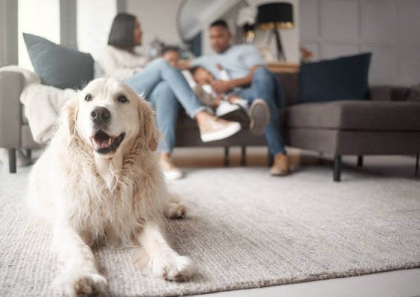 Familia sentada en el sofá al fondo, un perro blanco sentado en la alfombra.
