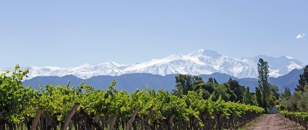Vineyards in Medonza, Argentina