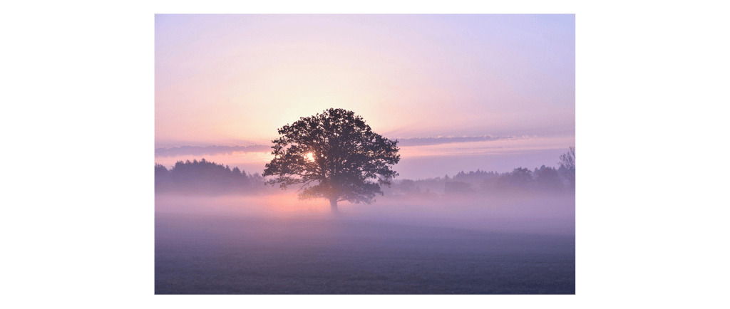 Solitary oak tree in a misty meadow at sunrise with purple and orange sky.