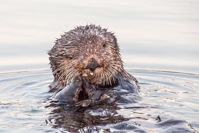 otter