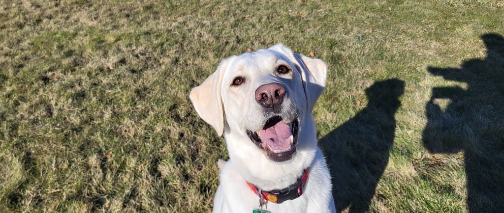 dog boarding and training near Walla Walla, Wa