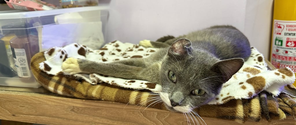 Medellin Cat