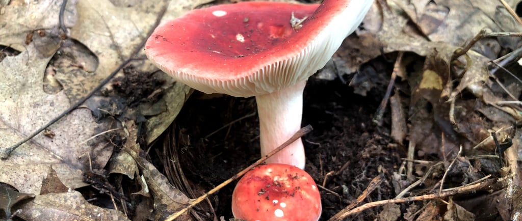 Red Russula mushrooms growing among brown autumn forest leaves on the woodland floor.