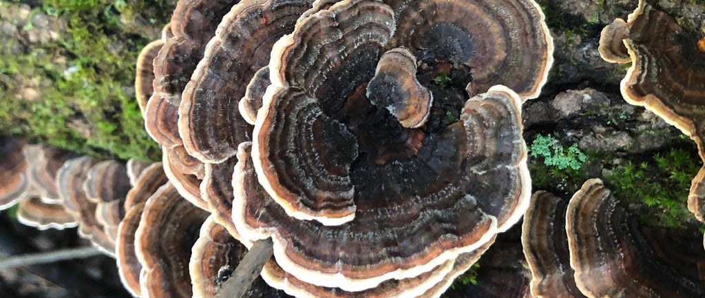 Wild turkey tail mushrooms growing in layered clusters on a mossy fallen log in the forest.