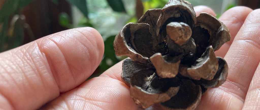 An opened jack pine cone