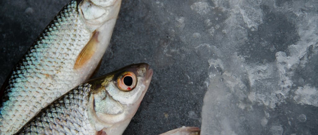 Photo by Alexander Zvir: https://www.pexels.com/photo/silver-and-orange-fish-on-ice-3731945/