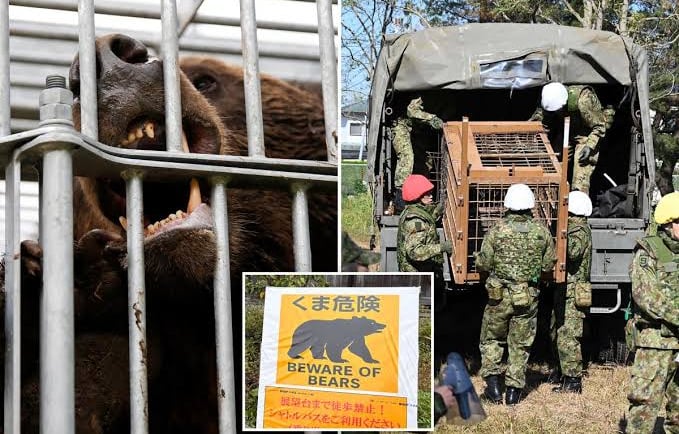 Troops Deployed to Control Bears in Japan