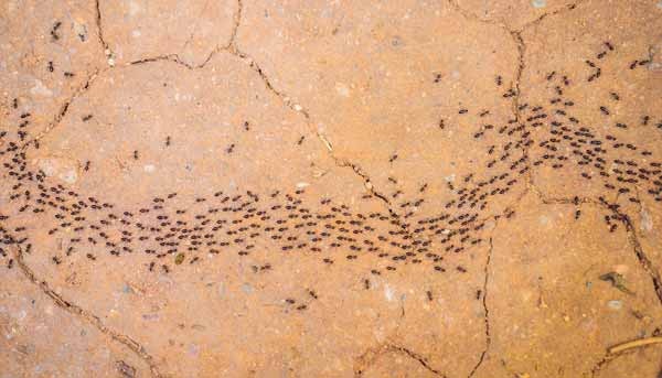 Lines of ants moving across a driveway