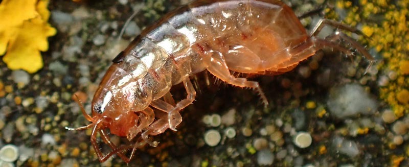 Lawn shrimp are completely harmless and great for your garden health.