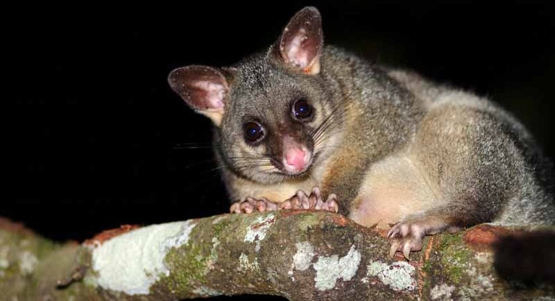 Possum