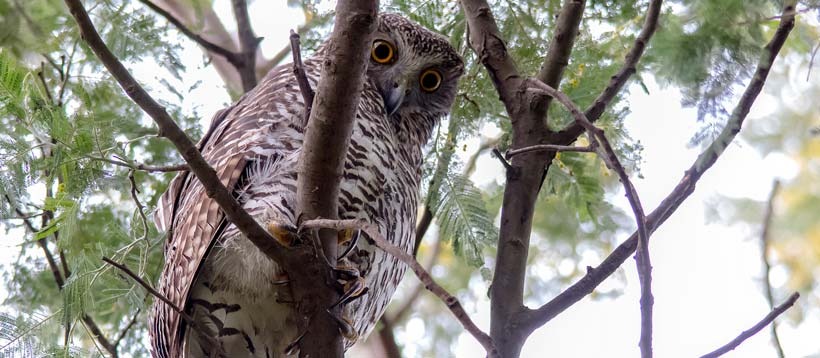 Powerful owl