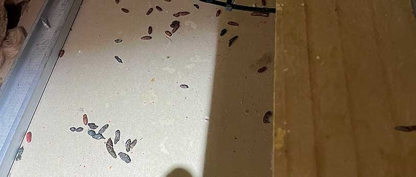 Multiple rat poops in a modern home roof space