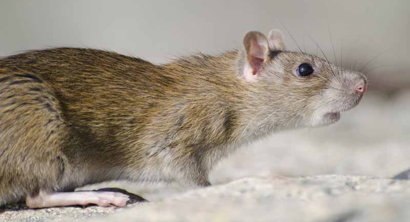 Sweeping changes to Aussie rules on the use of rodenticides