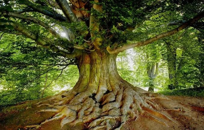 Uma Arvore Centenaria