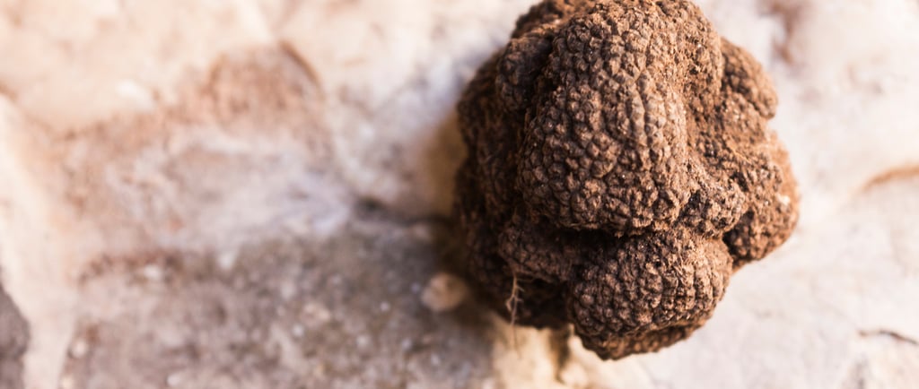 trufalab trufa negra tuber melanosporum