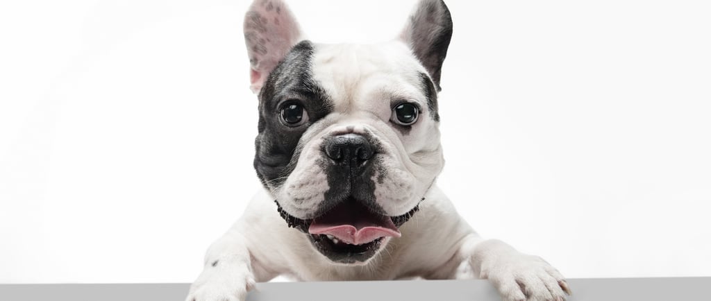 what to do if your dog is missing or stolen